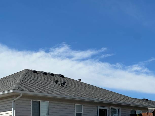 Roof Moss and Algae Removal